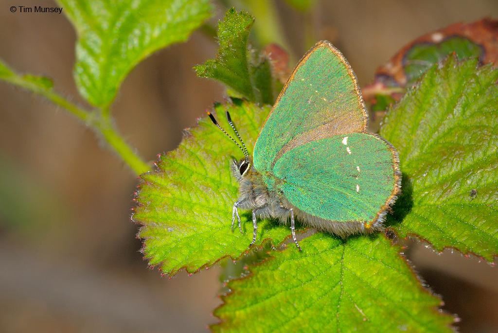 Green Hairstreak 010510_3.jpg